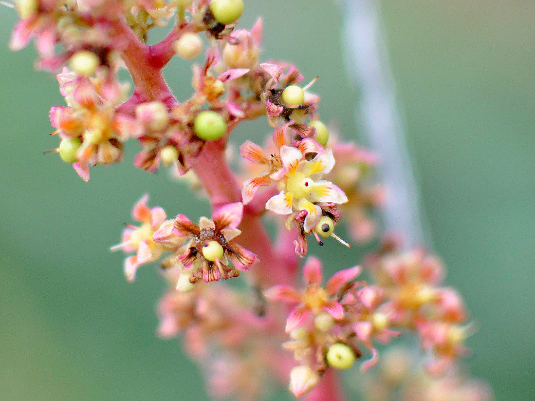 ⑨ ヤマシタマンゴー 耐寒性 特選フルーツ タイムサービス16000