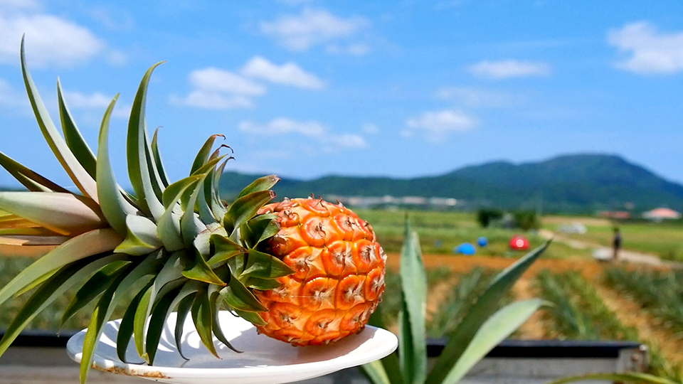 石垣島パイナップル