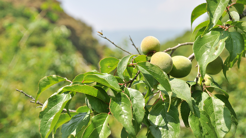 梅が実ってきた
