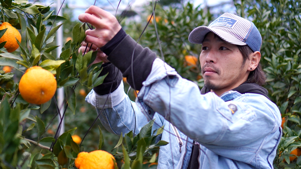 不知火 愛媛 オレンジライン