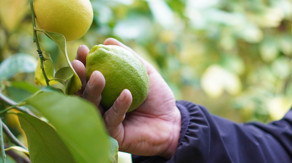 無農薬レモン 和歌山