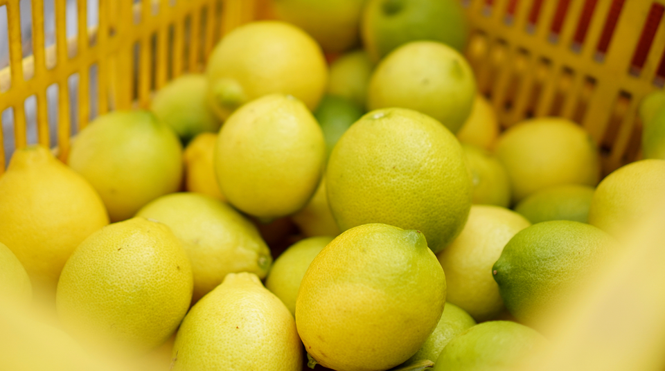 無農薬レモン 和歌山 収穫