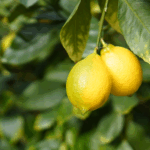 無農薬レモン 和歌山 自然栽培