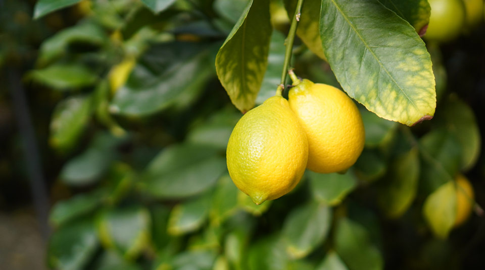 無農薬レモン 和歌山 自然栽培
