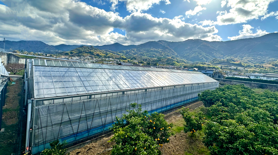 無農薬レモン 和歌山 ハウス栽培
