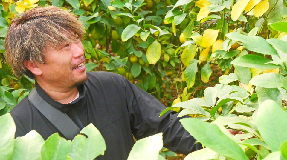 無農薬レモン 和歌山 ノーワックス