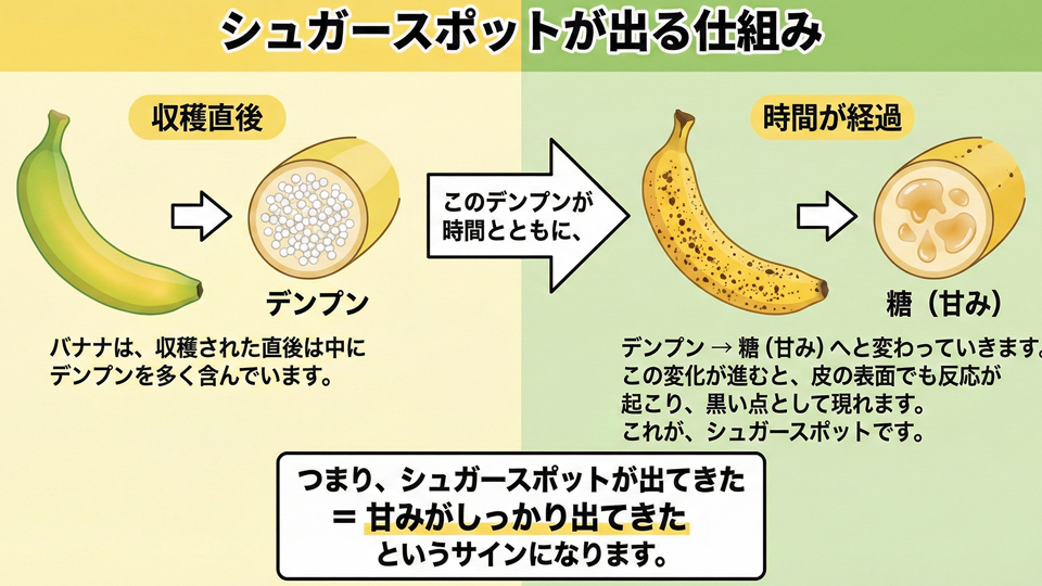 バナナシュガースポットの仕組み