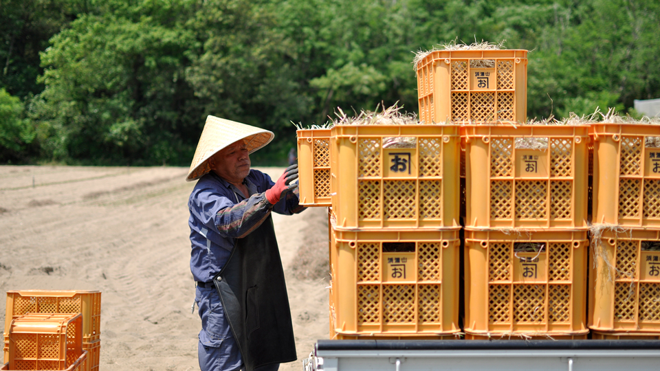 鳥取、砂丘らっきょう収穫風景