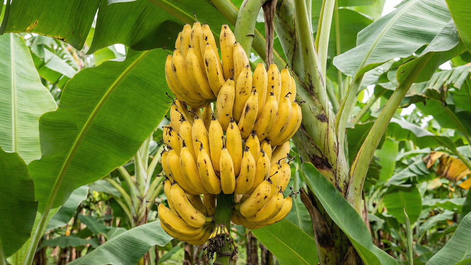 グロスミシェル