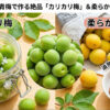 青梅、カリカリ梅の作り方