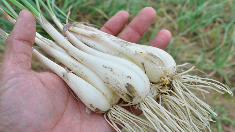 鳥取、福部の砂丘らっきょう