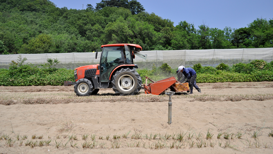 砂丘らっきょう収穫風景
