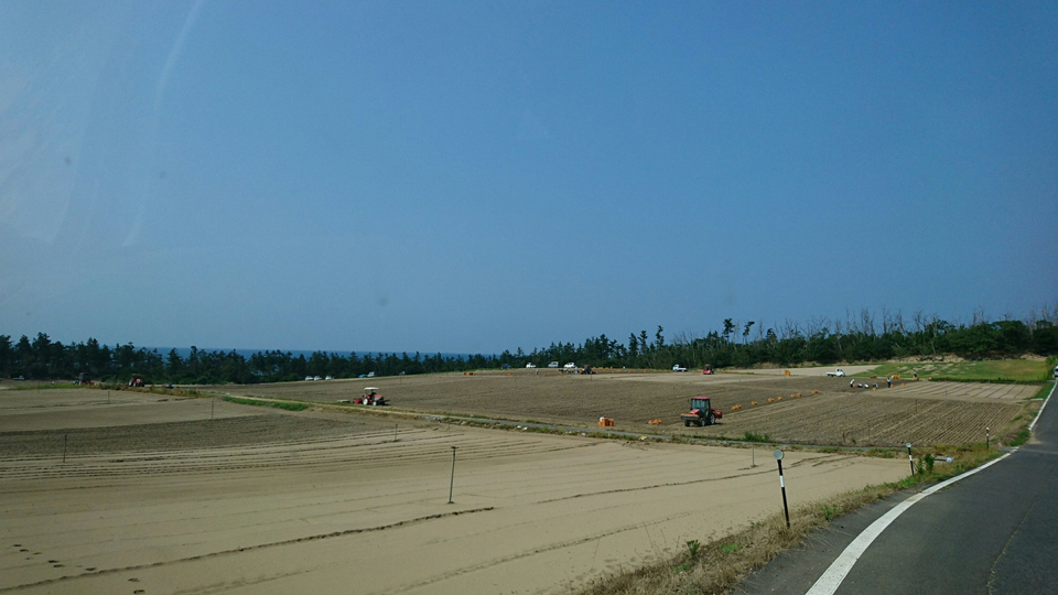 砂丘らっきょう鳥取
