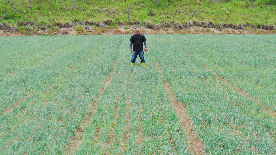 らっきょう畑、鳥取