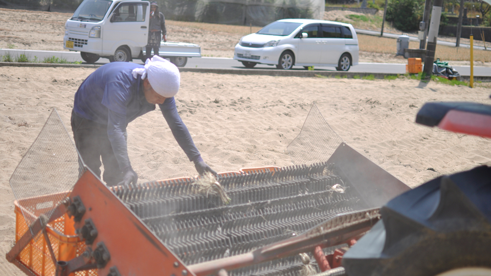 鳥取福部町らっきょう収穫