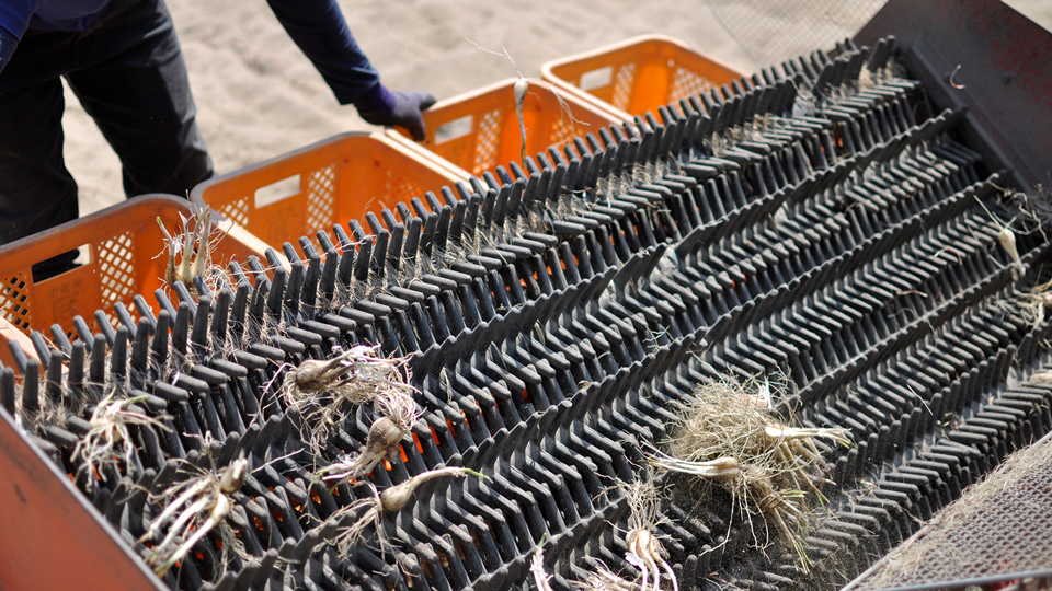 ポンポン出てくるらっきょう