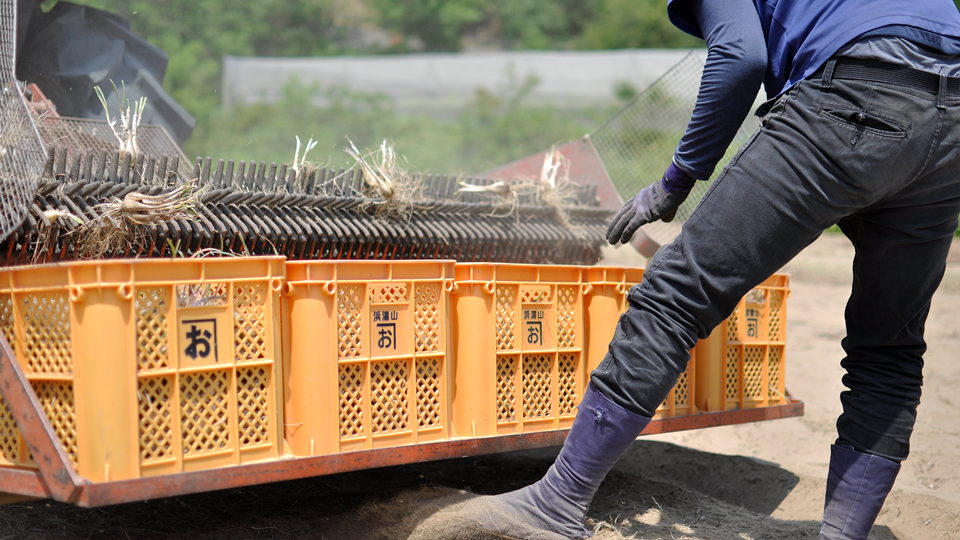 足袋を履いてのらっきょう収穫