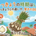 島らっきょうとエシャロットの違い