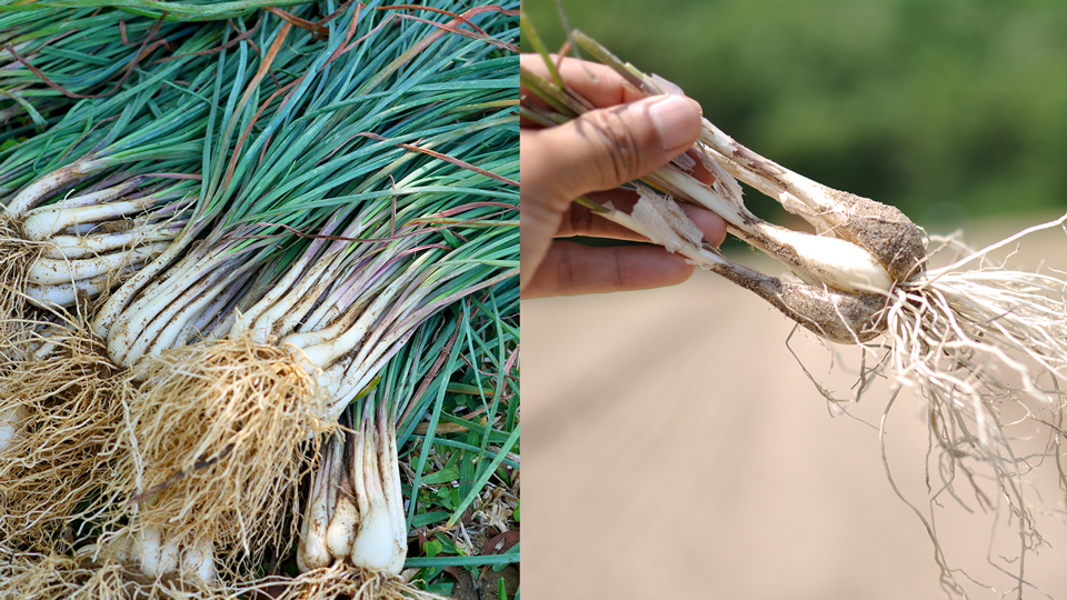 島らっきょうと普通のらっきょう