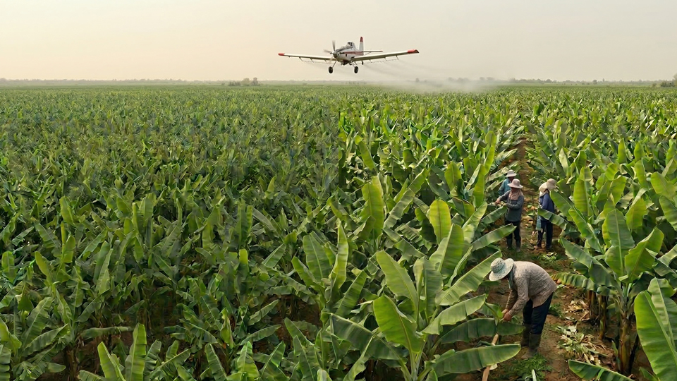 バナナ農薬、空中散布