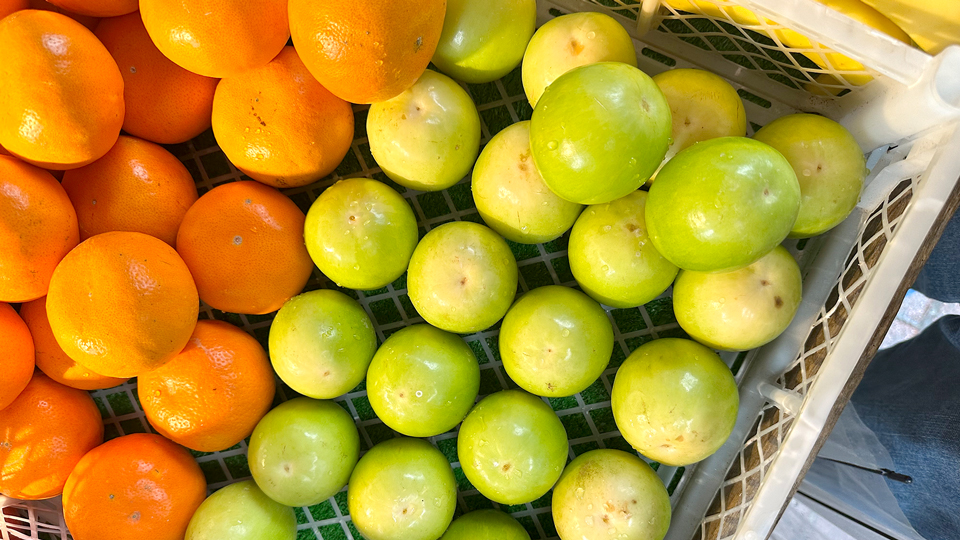 ナツメ(インドナツメ)