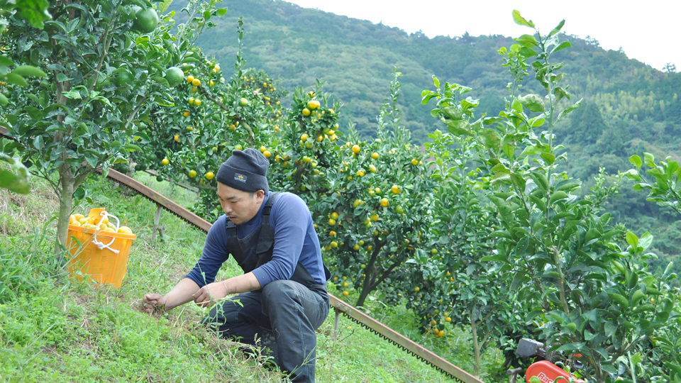 グリーンジャンクション みかん
