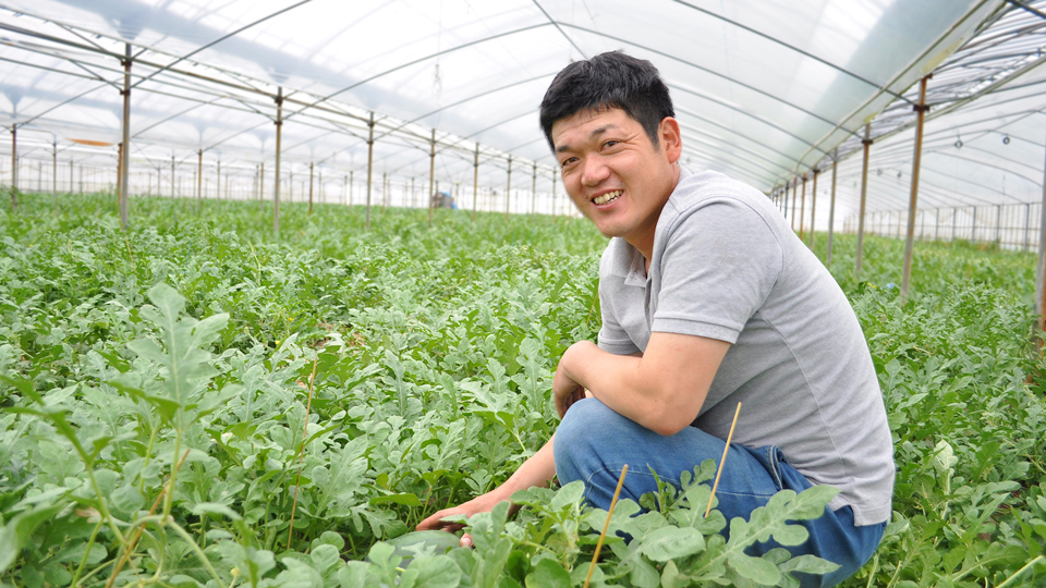熊本 スイカ農園 岡山農園 
