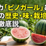 スイカ ピノガールの紹介
