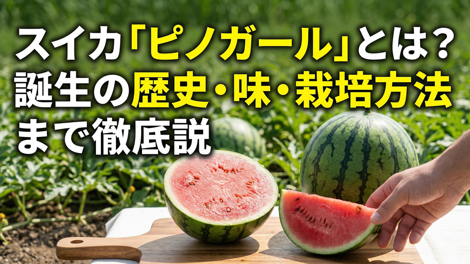 スイカ ピノガールの紹介