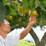 工藤果樹園