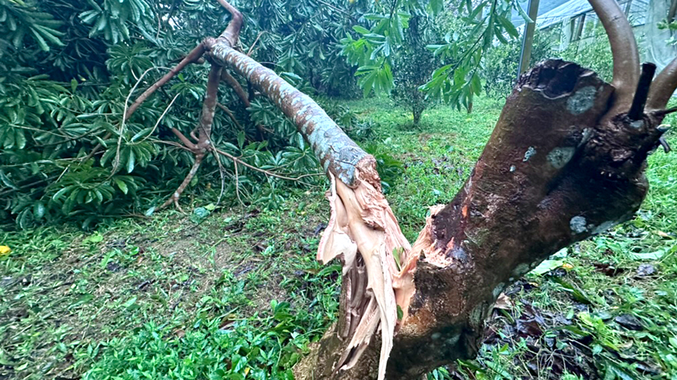 台風