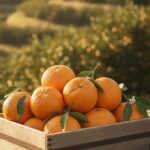 みかん 生産量ランキング 2024