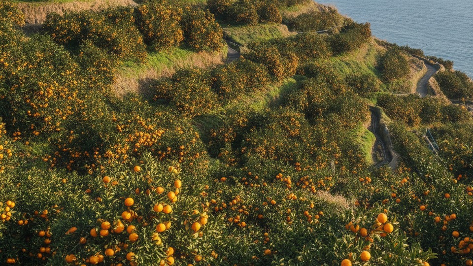 愛媛県 みかん 段々畑 海