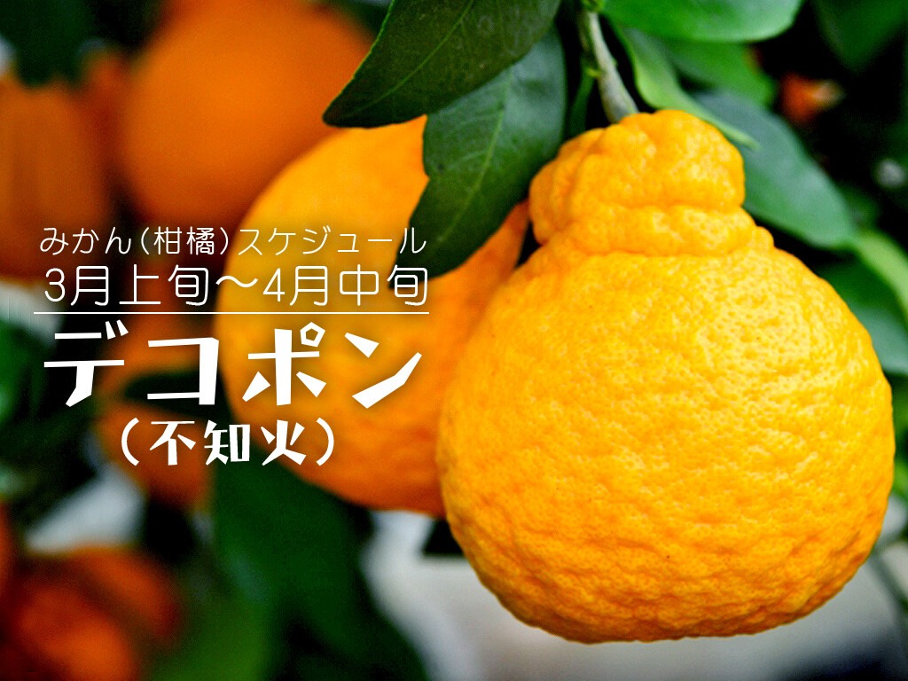 デコポン 不知火 旬