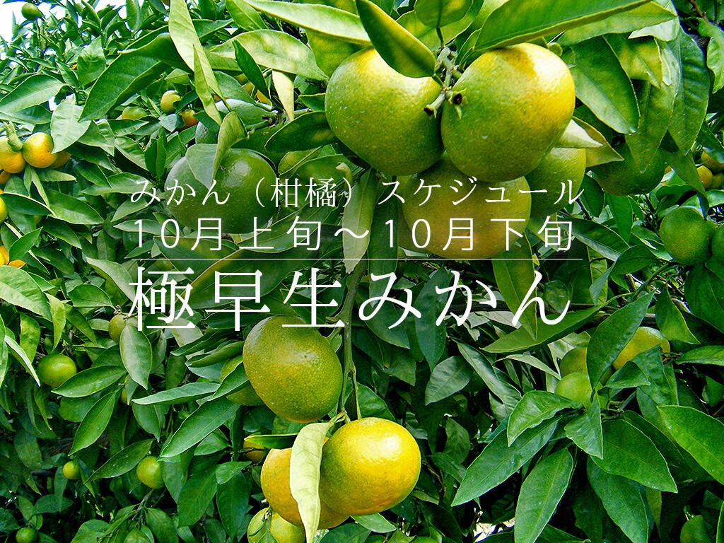 極早生みかん 10月