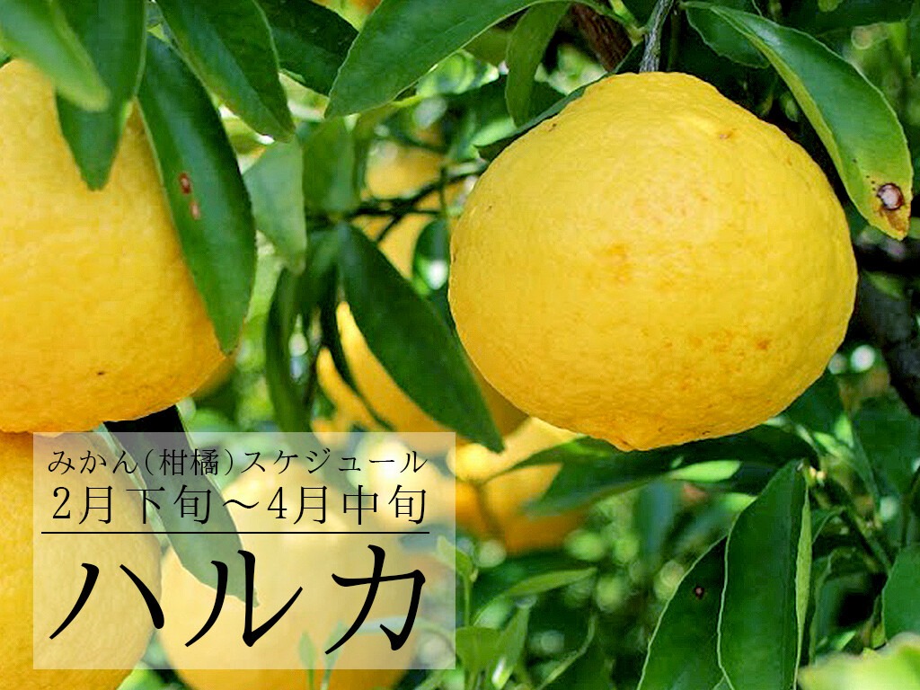はるか 柑橘 旬