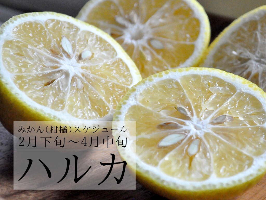はるか 果肉