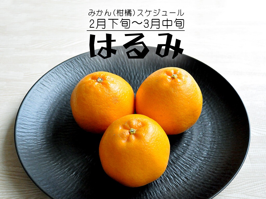 はるみ 柑橘 旬