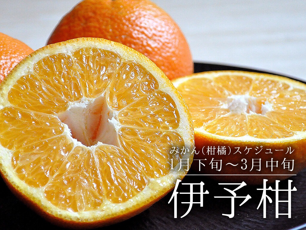 伊予柑 いよかん 旬