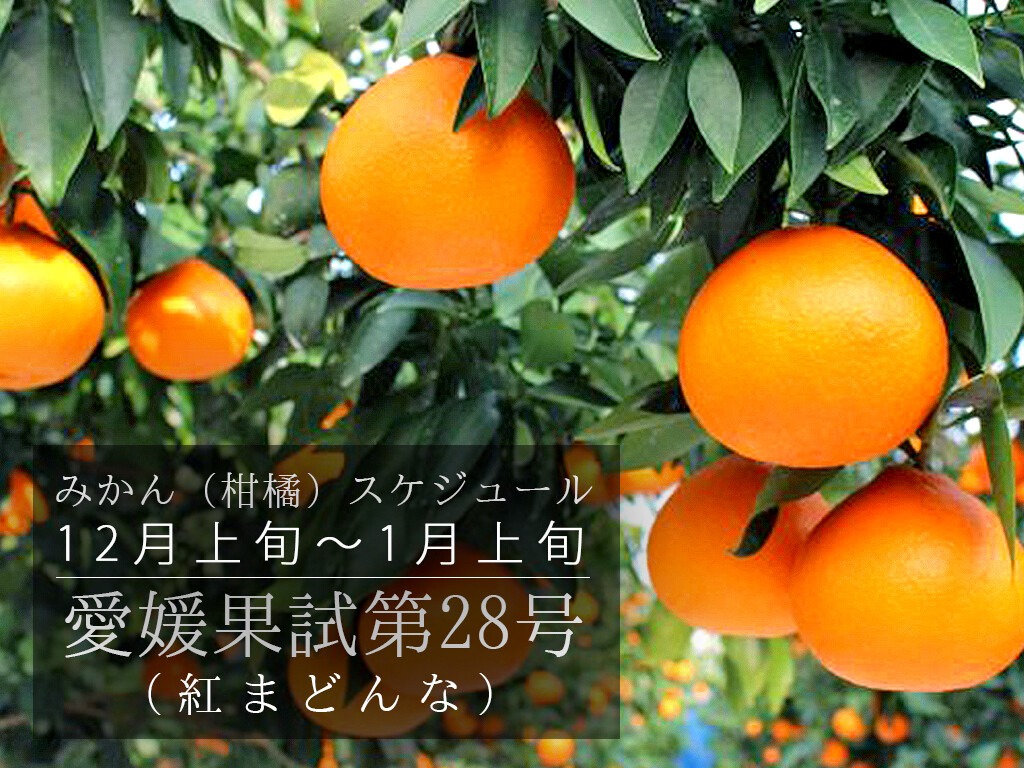 紅まどんな 12月 旬