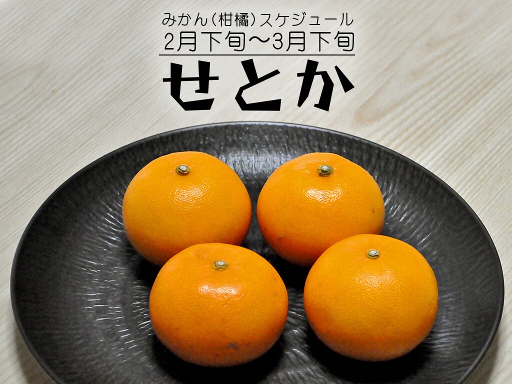 せとか 柑橘の女王 旬