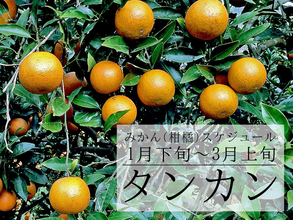 タンカン 沖縄 旬