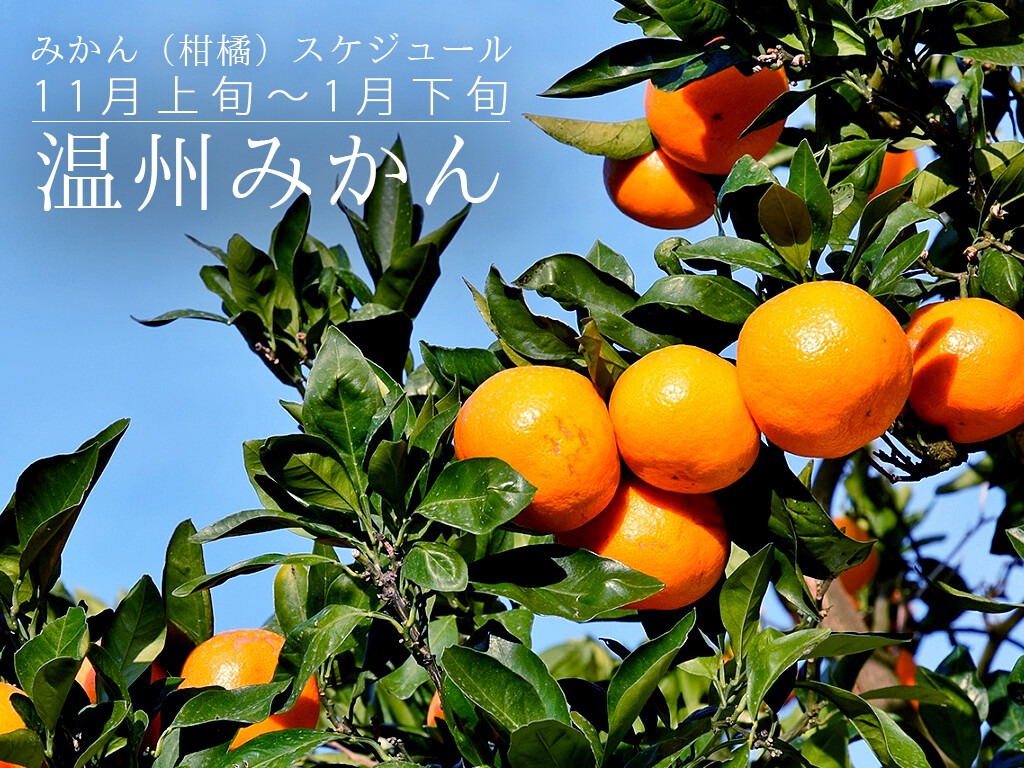 温州みかん 11月 旬