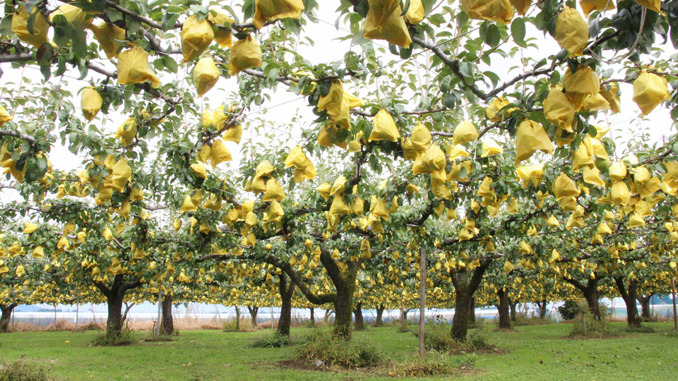 洋なし ルレクチェ