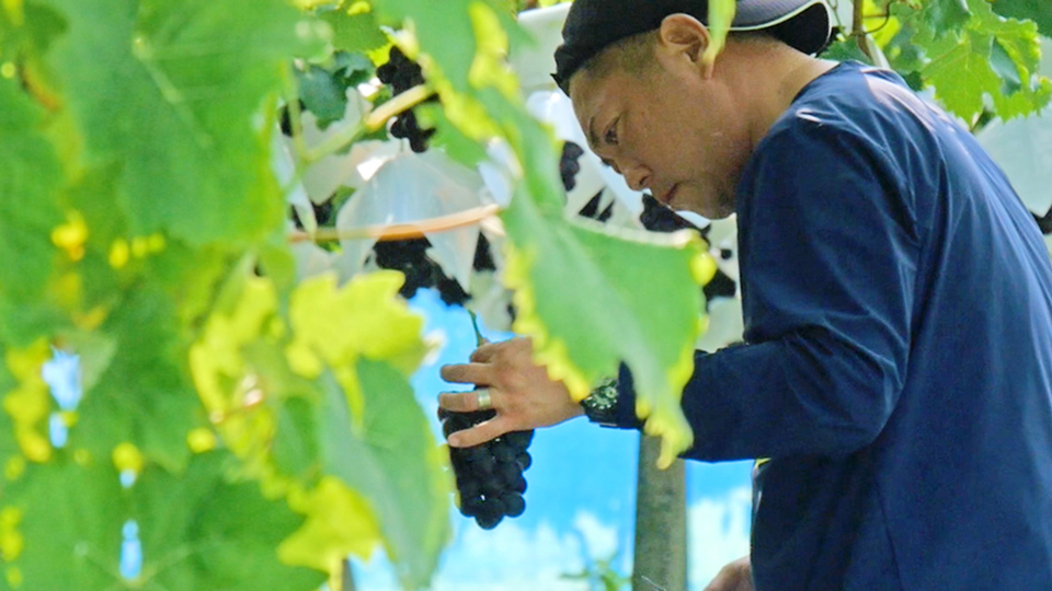 秋山農園 ぶどう 