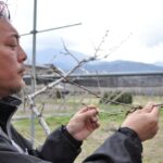 秋山農園の秋山さん ぶどうの芽を見る 山梨県南アルプス市