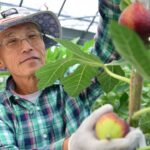 いちじくを収穫する井上農園の井上さん