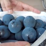 甲斐キング 特大粒の黒ぶどう