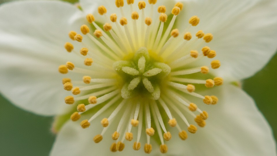 キウイの花のアップ