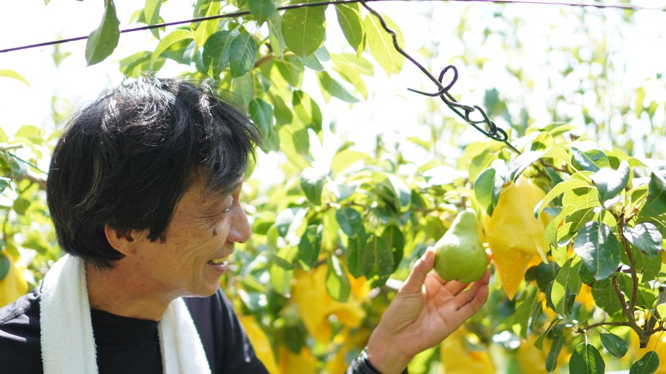 ルレクチェの実を確かめる西村さん